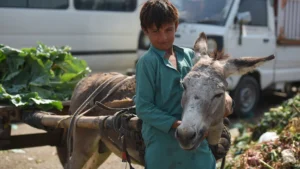 pakistah-1200270623054725